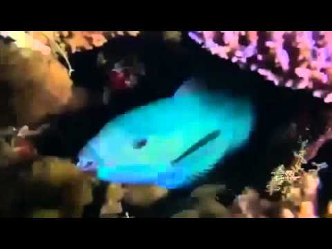 The Great Barrier Reef Miracle Deep Nature Full Documentary [FDC]