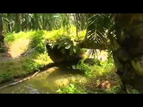 Expedition Borneo  Episode 2   Nature Documentary