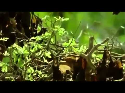 Great Barrier Reef  Reef to Rainforest   Nature Documentary