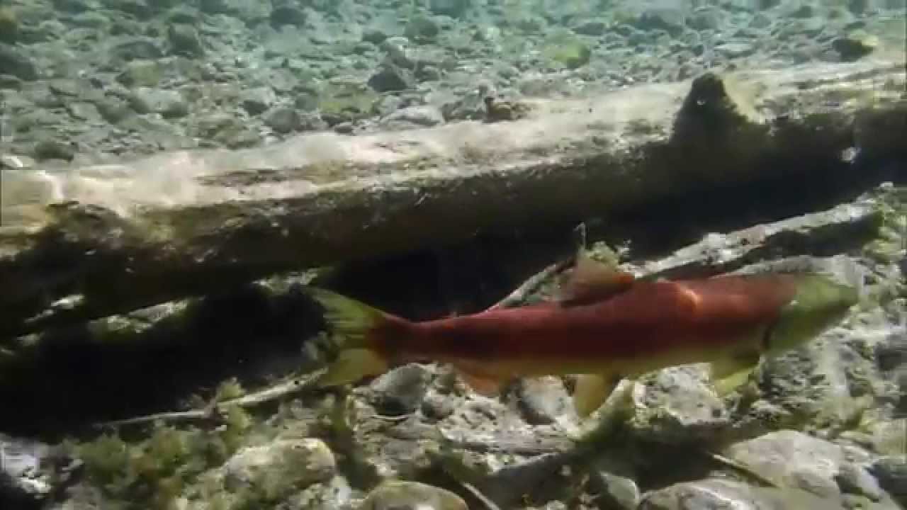 Can Salmon Survive? : Documentary on the Future of Salmon as a Species