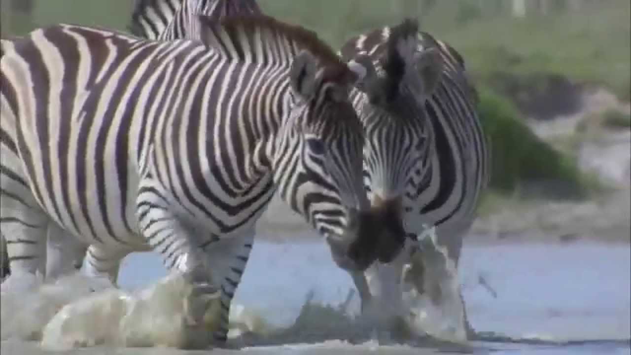 An Exodus of Zebras : Documentary on the Lives and Migration of Africa’s Zebras