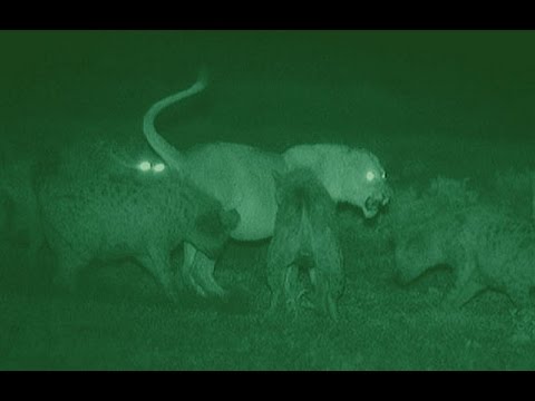 Lions at Night : Documentary on The Lives of Lions at Night (Full Documentary)
