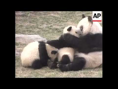 CHINA: BABY PANDAS DRAWING CROWDS AT BEIJING ZOO