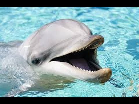 Dolphin Documentary | Smart Dolphin | The Ultimate Guide Dolphins english subtitles