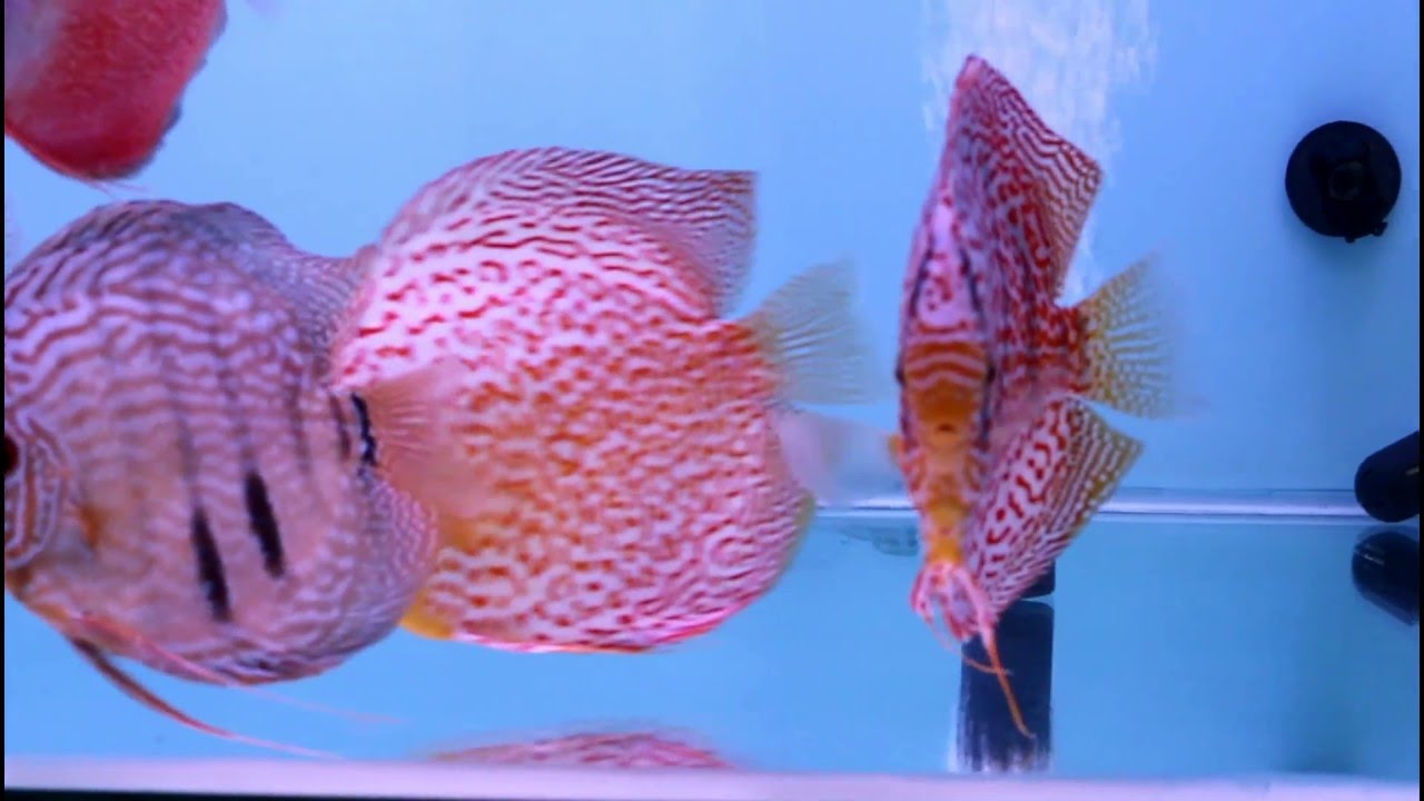 RT Discus March 2016