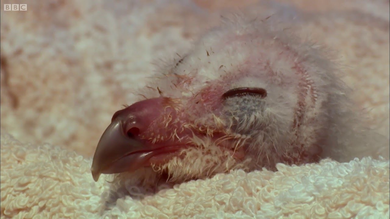 Barn Owl Chick Hatches – Super Powered Owls – BBC