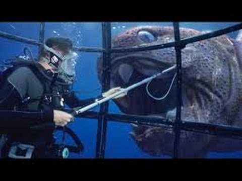 The Ocean’s Deadliest Predators : Documentary on Predator and Prey in the Ocean (Full Documentary)