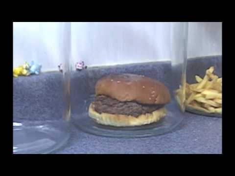 The Decomposition Of McDonald’s Burgers And Fries.