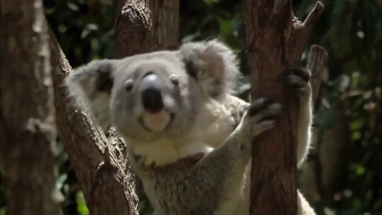 Koalas Invade the Suburbs : Documentary on Koalas Living Alongside Humans (Full Documentary)