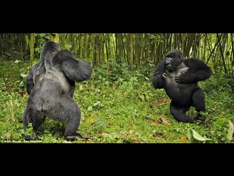 Gorillas Documentary