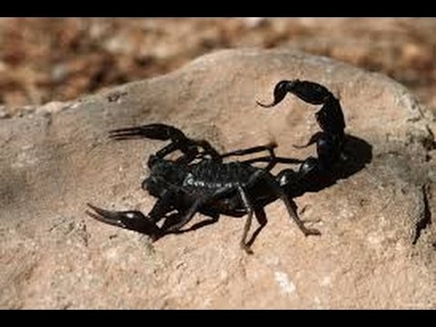 The Scorpion § The Scorpion Tale Full Documentary HD