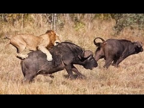 Discovery rainforest animals – The Lion Army – Discovery channel documentary films HD