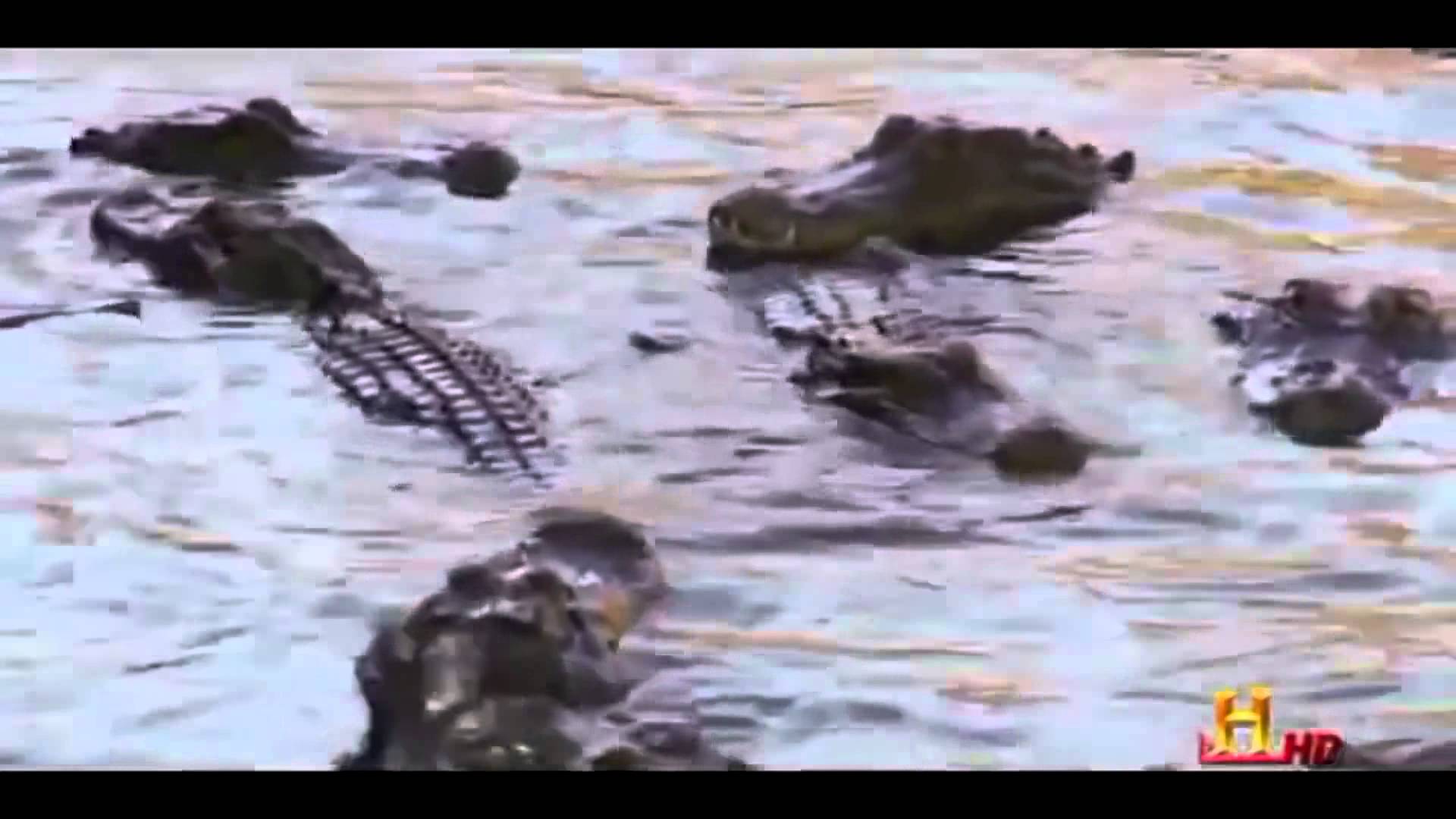 Giant Alligators living under New York – Full Documentary