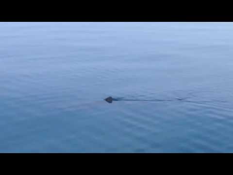 2016 Basking Shark Arrivals in the Hebrides