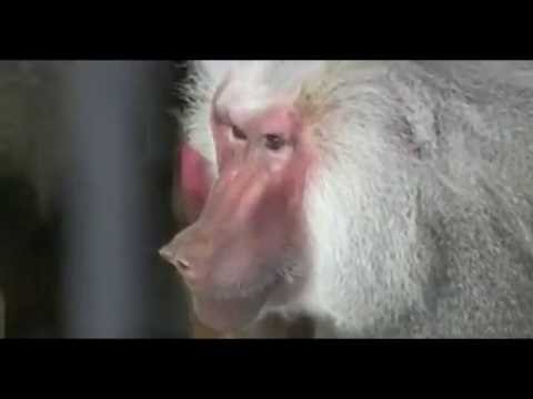 Baboons return to Tbilisi Zoo