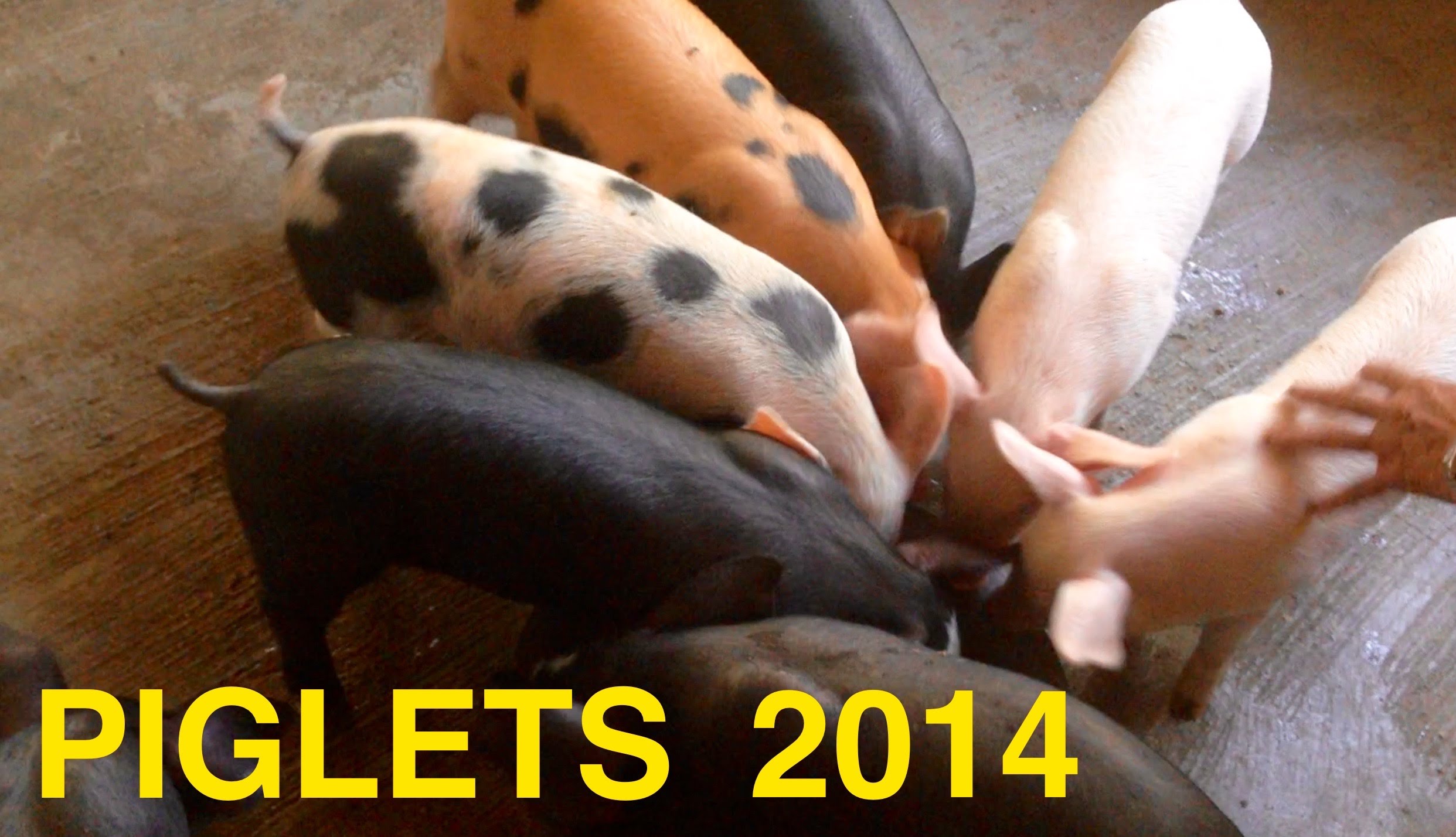 New arrivals – February 2014 – 1st Piglets in the Piggery – Leyte – Philippine daily life