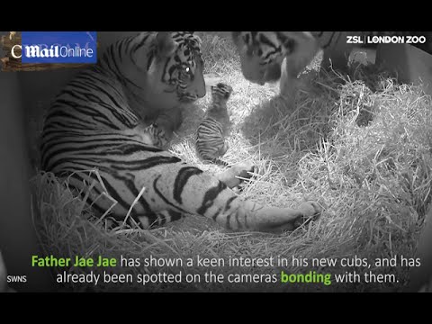 Tender moment shows tiger parents interacting with cubs