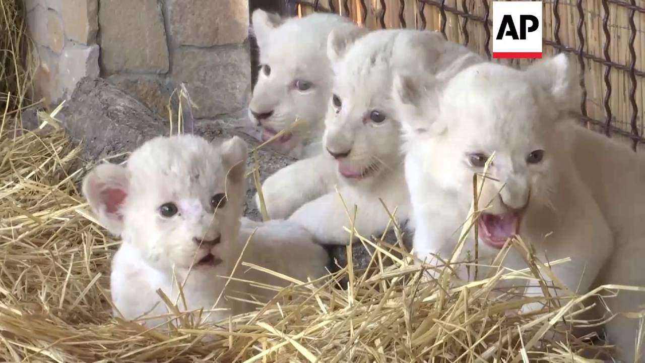 Ukraine – Zoo celebrates birth of white lion cubs | Editor’s Pick | 11 August 16