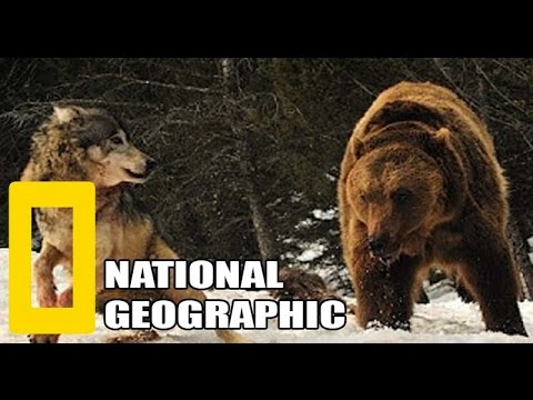 National Geographic ► Fight  Grizzly Bear and Wolf Encounter  ( Animal Nature Documentary )