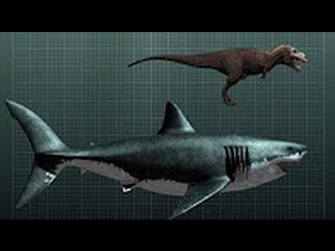 National Geographic – Shark Quest – In Search of The Biggest Shark -Nature Documentary