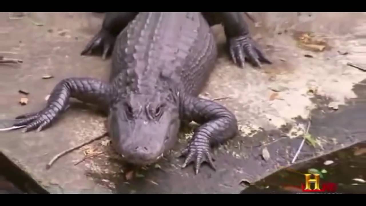 Giant Alligators living under New York     Full Documentary 1080p HD