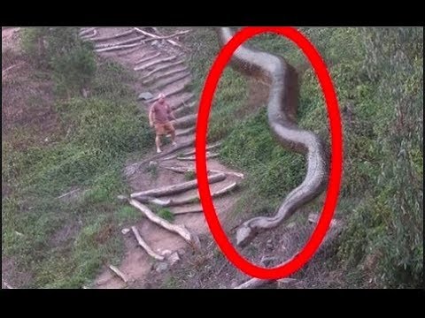 World’s Biggest Snake Ever Seen     Full Documentary | WILDLIFE 2016