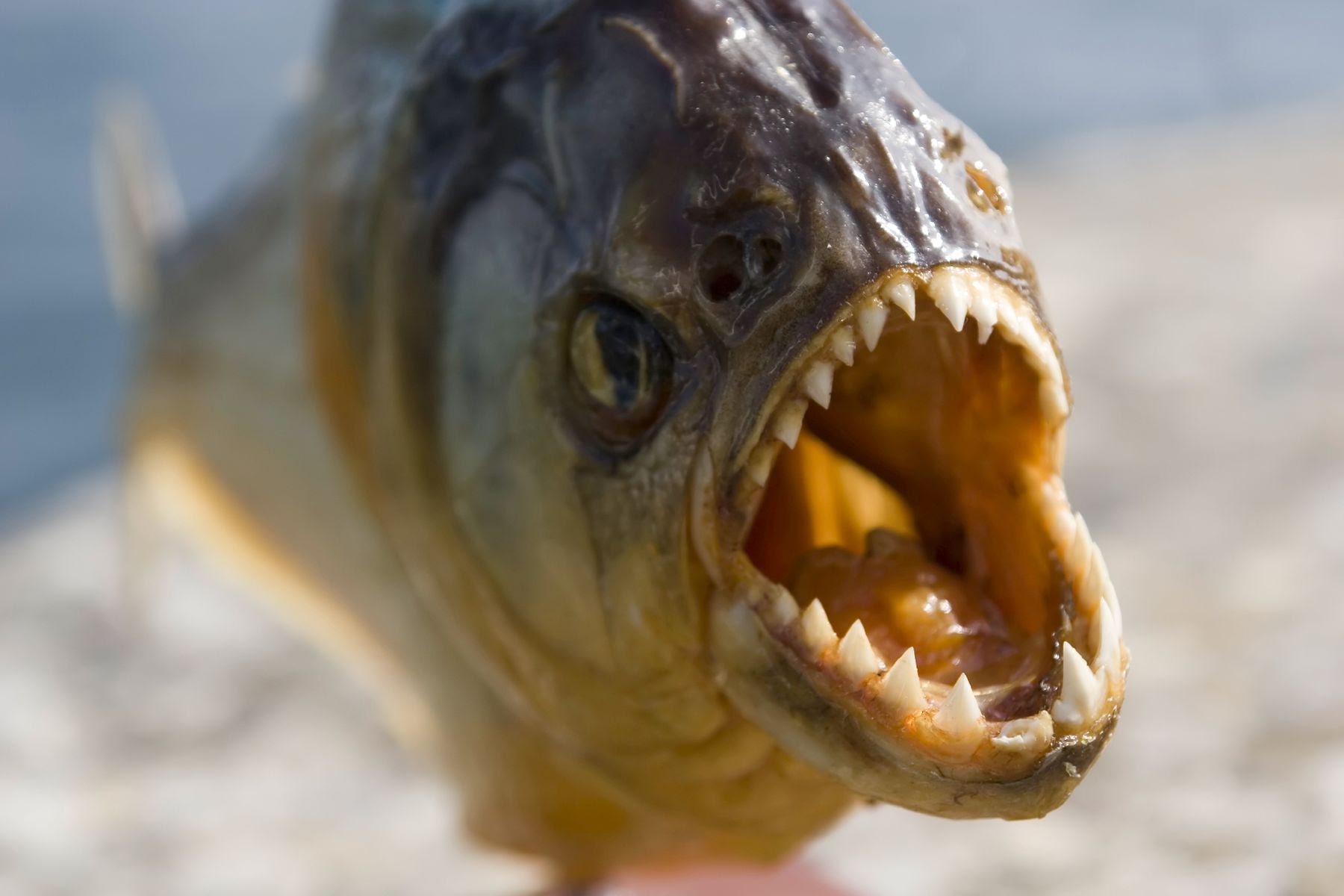 Wild Piranha –  A Force to be Feared :  Documentary on Piranha