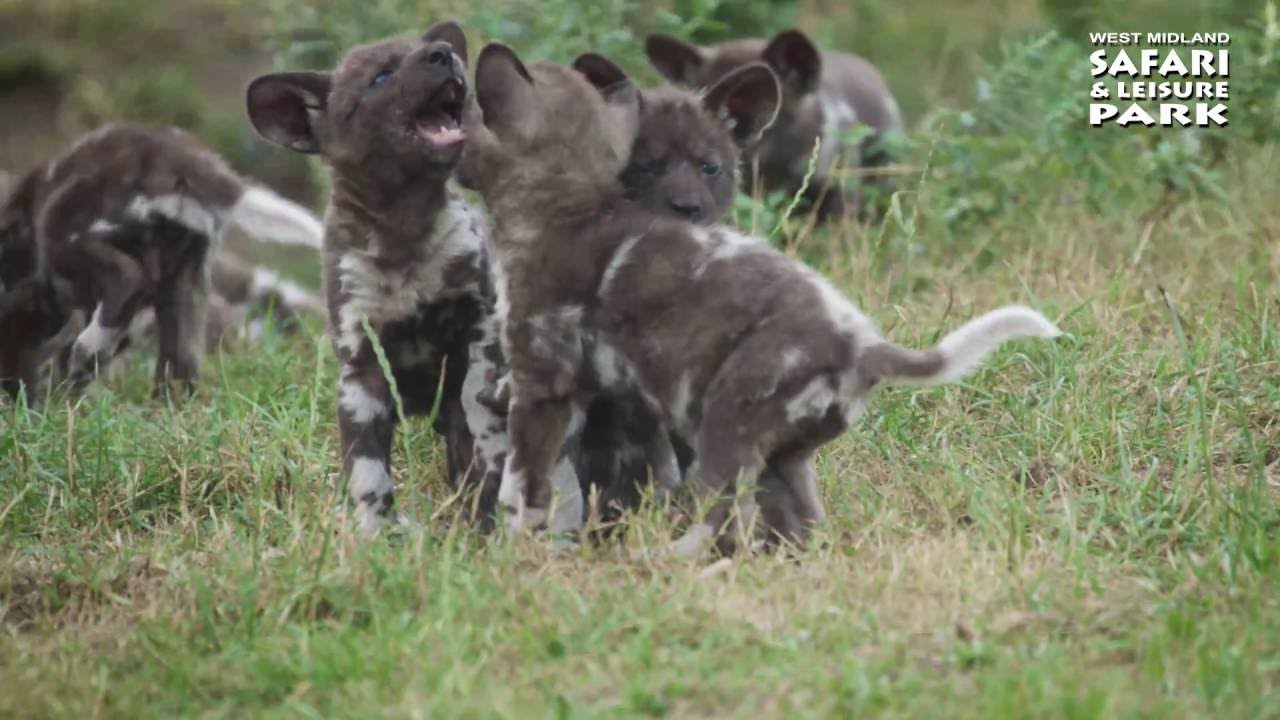 Puppy Love for 14 new arrivals at West Midland Safari Park!