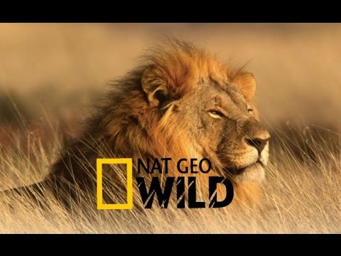 Lions Documentary  ‘a DANGER ‘    Wild Africa || amazing documentary 2016