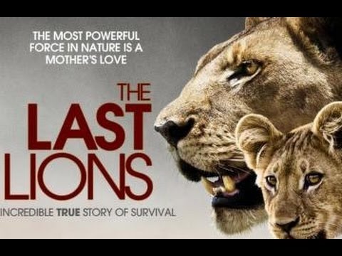 Lion documentary   The Last Lions   Animal documentary national geographic