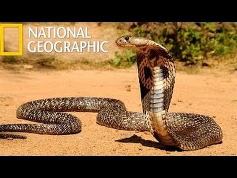 King Cobras Nature documentary films –  Animal planet 2016 | HD