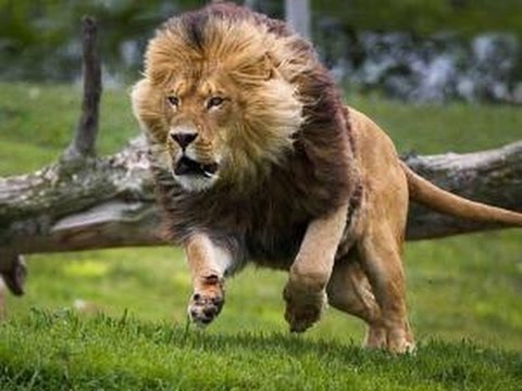 Lions The Best Killers in the World     Nat Geo Documentary    #1