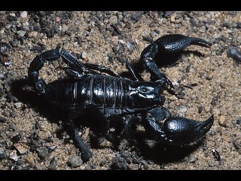 wildlife documentary –  The Scorpion’s Tale  || Discovery Channel