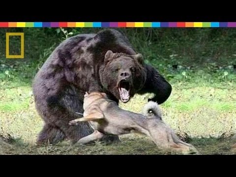 The Most Extreme Predators   –    Amazing Wild Animal Attacks