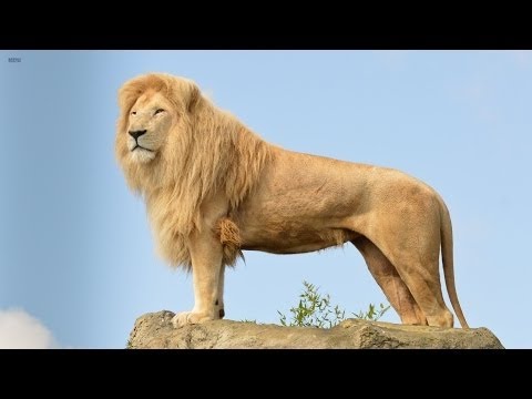 Big Cats Of The Timbavati  The King’s Pride Wildlife Documentary HD