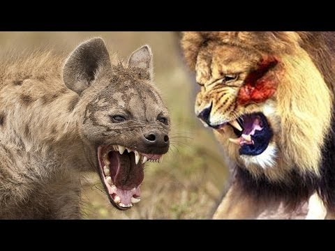 Lions Vs Hyenas   Super Killer Machines   |  amazing documentary 2016