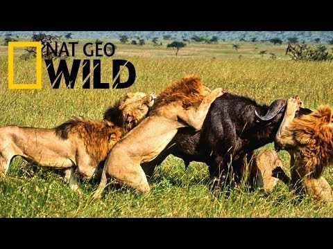 lion documentary national geographic 2016 HD – DRAMATIC –  lion vs crocodile real fight    HIPPO