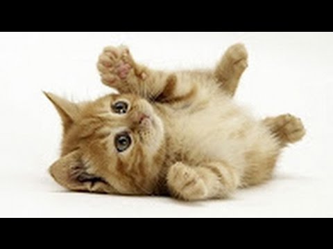 Best Documentary Wonderful World Of Cats Documentary
