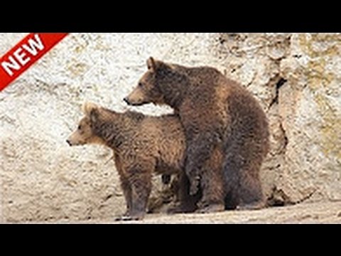 Brown Bears animal documentary 2016