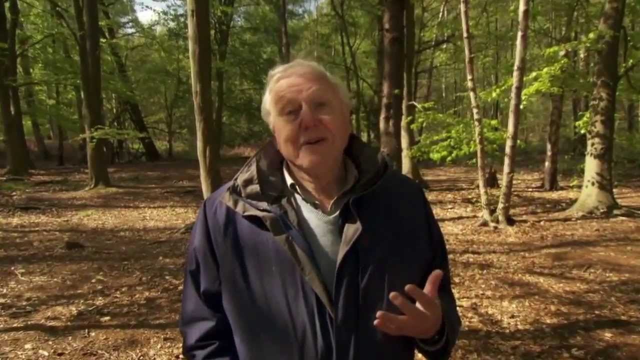 David Attenborough  Origin of Life, Arrival HD   BBC Documentary   Animals & Nature [MIRROR]