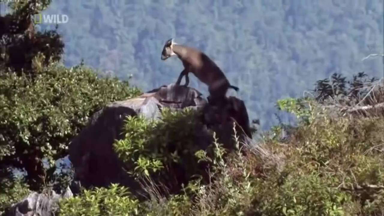 National Geographic Wild Thailand – Nat Geo Wild HD (Nature Documentary 2016)