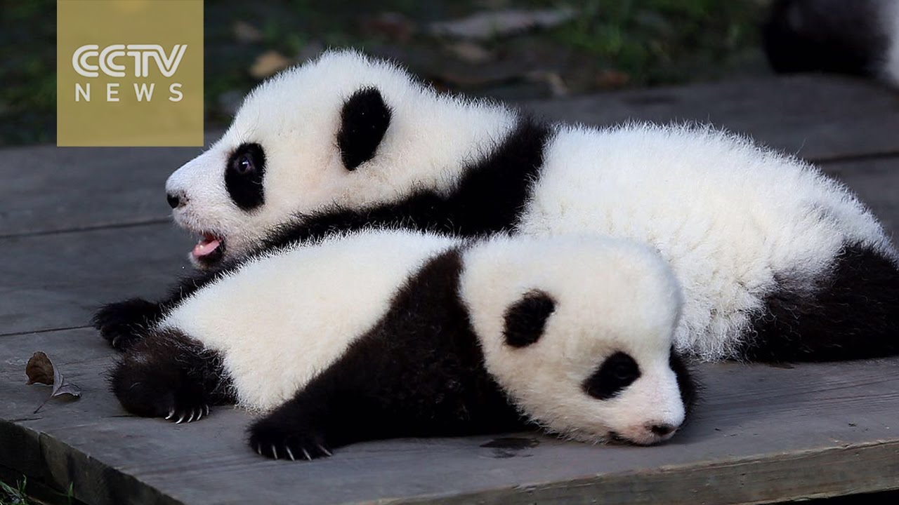 Tourist boom at SW China’s Chengdu Panda Base