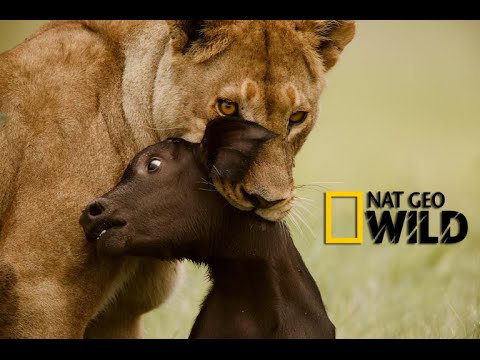 Lion pride while hunting – Predator – Nat Geo Wild Documentary (HD 720p)