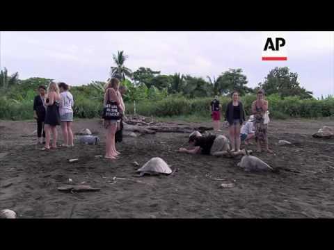 Thousands of marine turtles arrive to Costa Rica