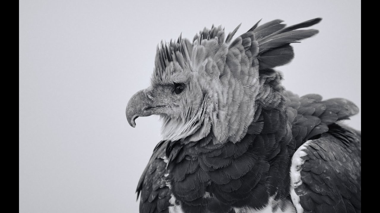 The Most Powerful Bird On Earth – Full Documentary 2016
