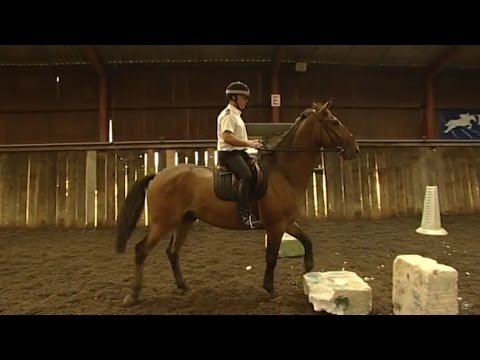 Police Horse Training – Animal Arrivals, Episode 6