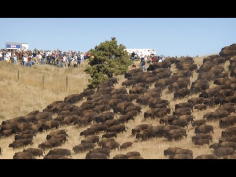 Standing Rock: Thousands of Wild Buffalo Appear Out of Nowhere
