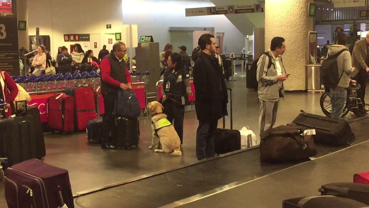 K-9 dog smelling a mans baggage in arrivals Mexico City.  Dec 2016