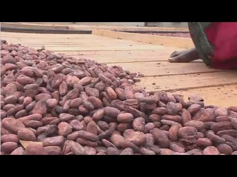 Ivory Coast’s cocoa arrivals at the port up 8 pct