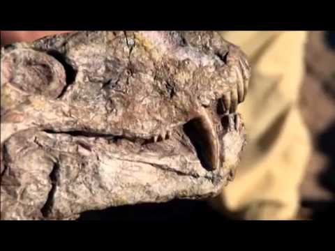 How Reptiles Evolved to Form Humans Full Documentary